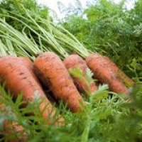 Морковь КАРИНИ (1 гр)