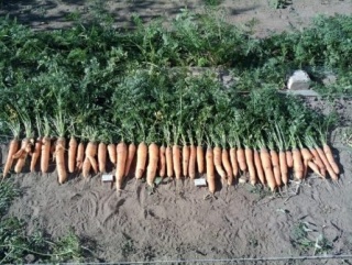 Морковь САМСОН (1 гр)