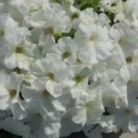 Петуния многоцветковая Mambo (white) 10шт